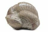 Bargain, Enrolled Illaenus Trilobite Fossil - Russia #363207-2